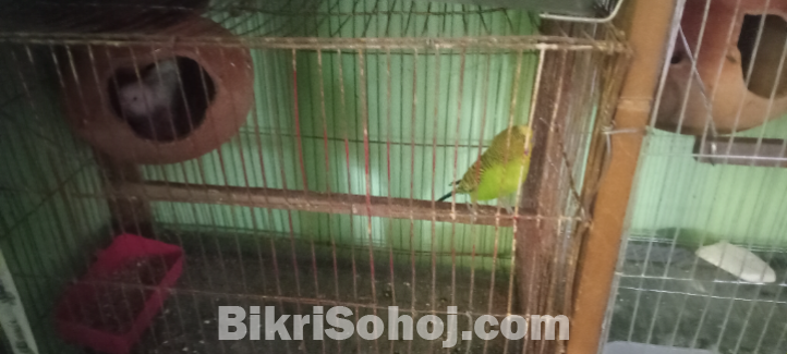 ৩ জোড়া রানিং বাজিগর পাখি